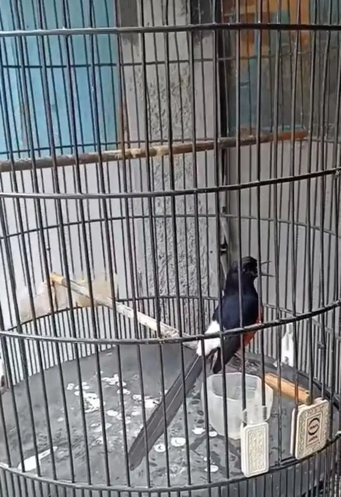 MB medan ex prestasi