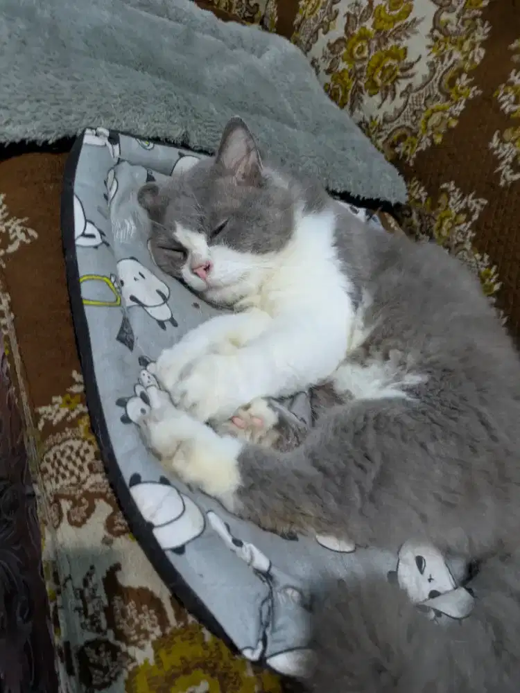 Kucing jantan persia medium cocok untuk peliharaan atau kawin