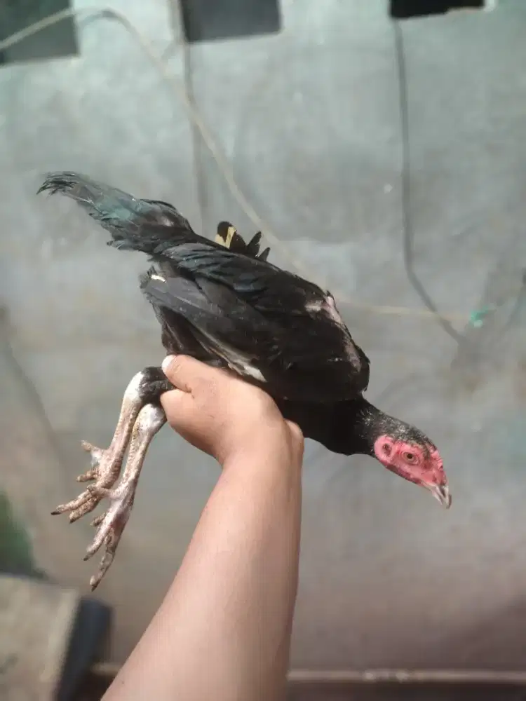 Anakan ayam Bangkok aseli