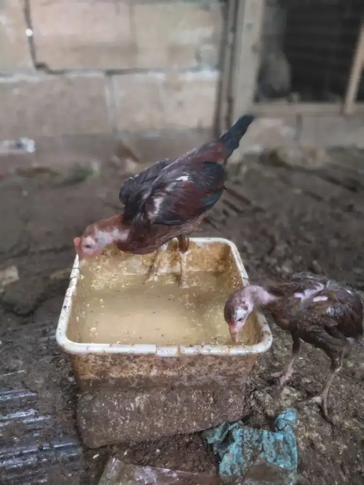 Anak ayam kampungan