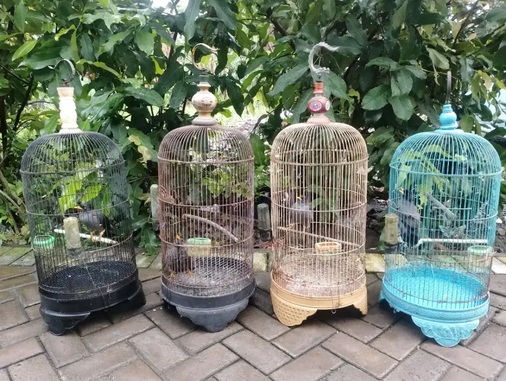 EDISI NGURANGI MOMONGAN