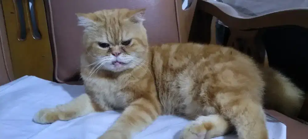 Kucing Peaknose BSH BigBone