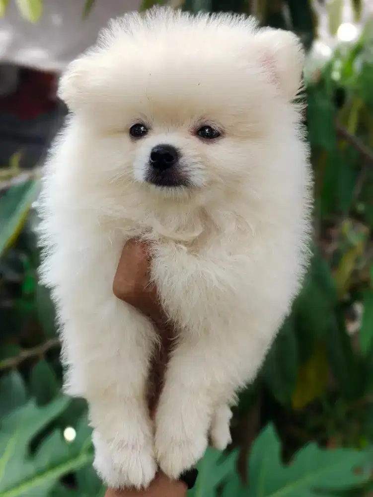 Super Mini Pomeranian Female