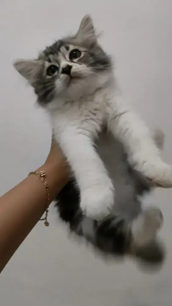 Open adopt persia mix