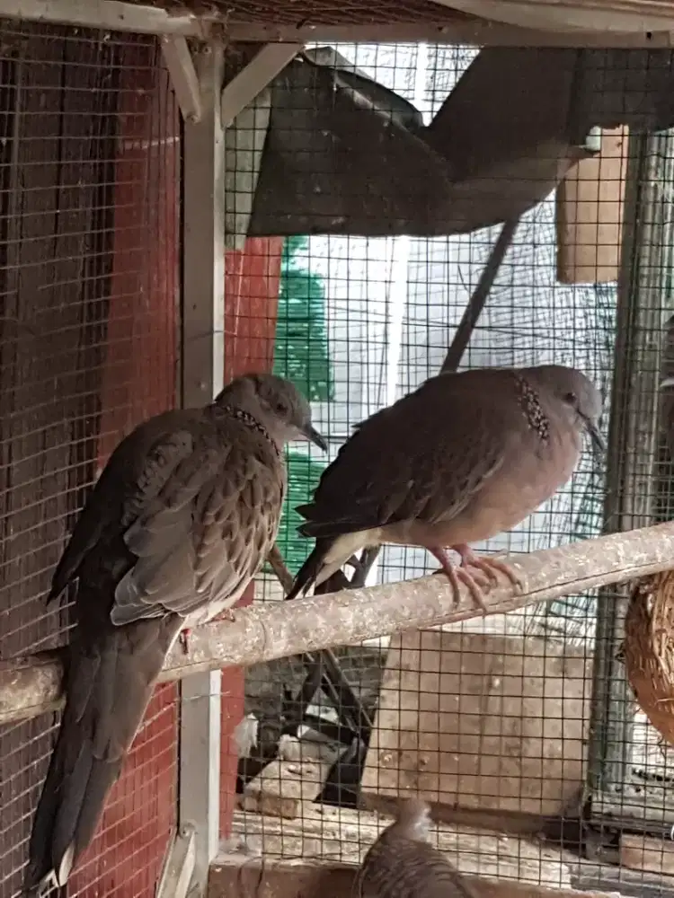 Dederuk tekukur bunyi