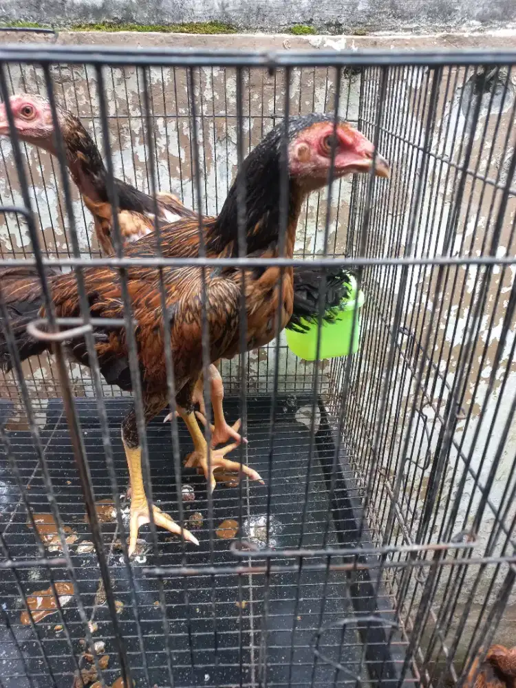 Ayam Bangkok Betina  cross shamokoy x Bangkok cross mangon sepasang