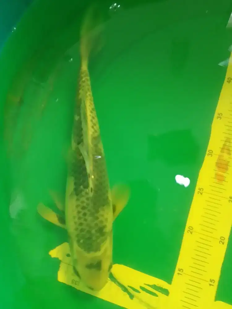 Ikan koi jenis Kage Shiro 36cm warna metalik antik