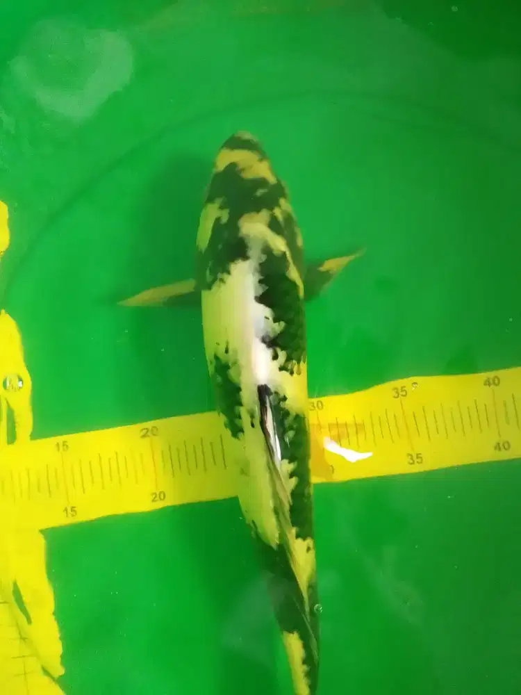 Ikan koi jenis Shiro 36cm HQ pola original