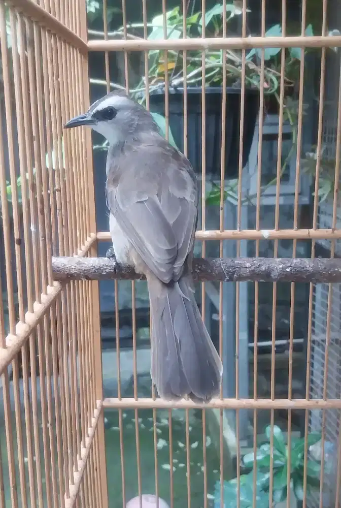 Trucuk jogja lolohan dari kecil