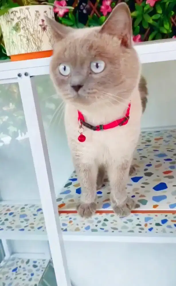 Kucing British Short Hair (BSH)