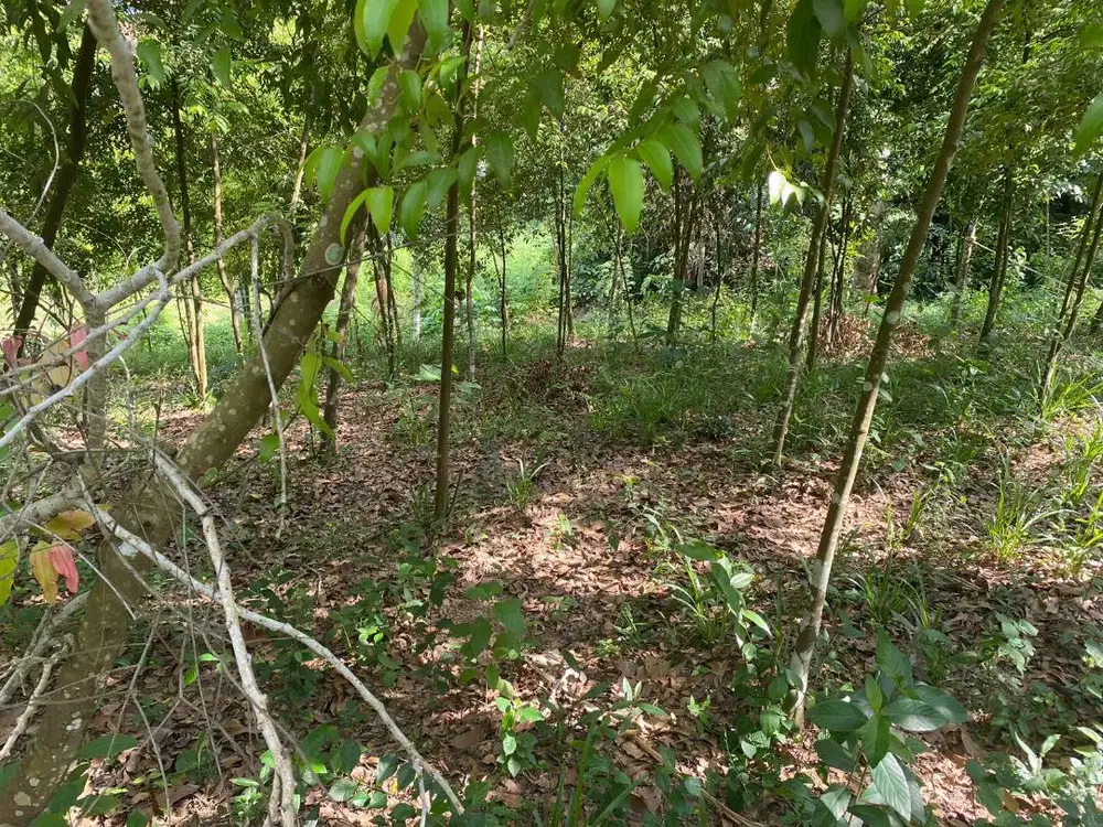 Di Jual Cepat Tanah luas 13 Tumbuk/ 1300 meter... Lokasi strategis