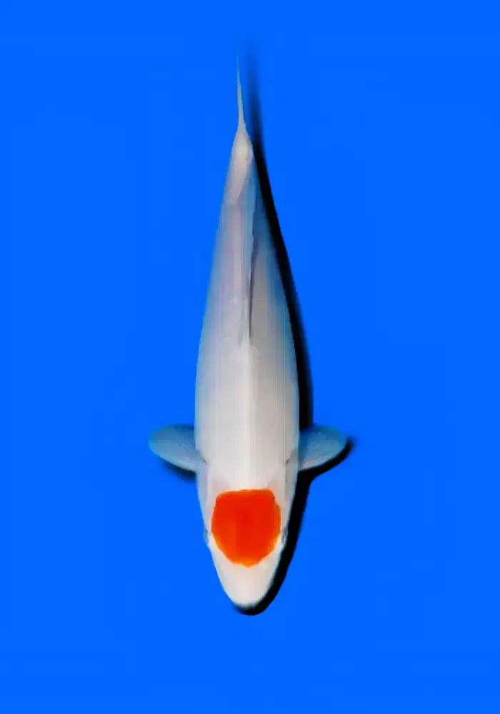 ikan koi tancho 30cm