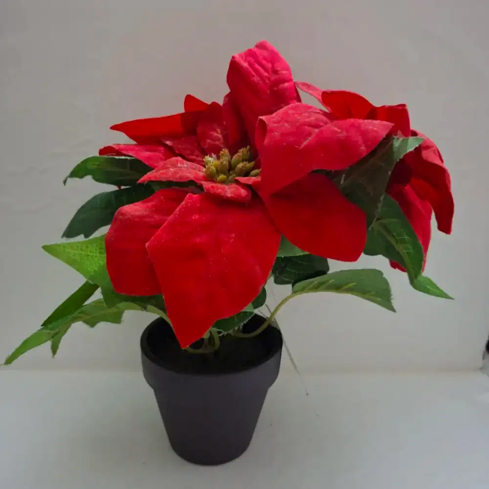 Hiasan Natal/ Christmas Decoration
Tanaman Hias Poinsettia (Kastuba)