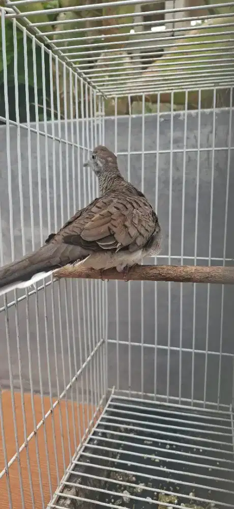 Perkutut bangkok ring 5bulanan