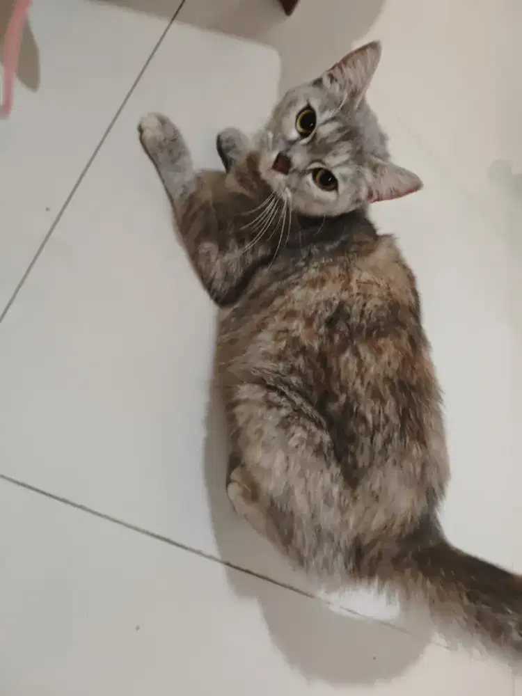 Betina tortie mix bsh