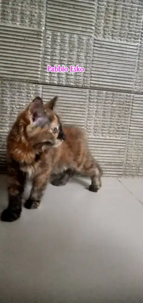 Kitten mix mainecoon betina