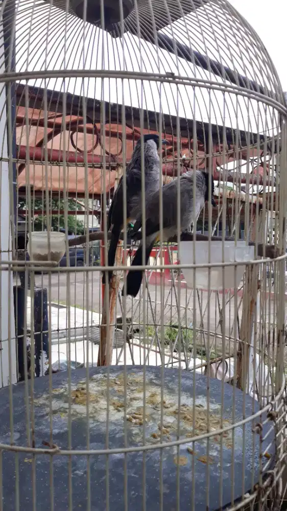 Kutilang pikat jodoan