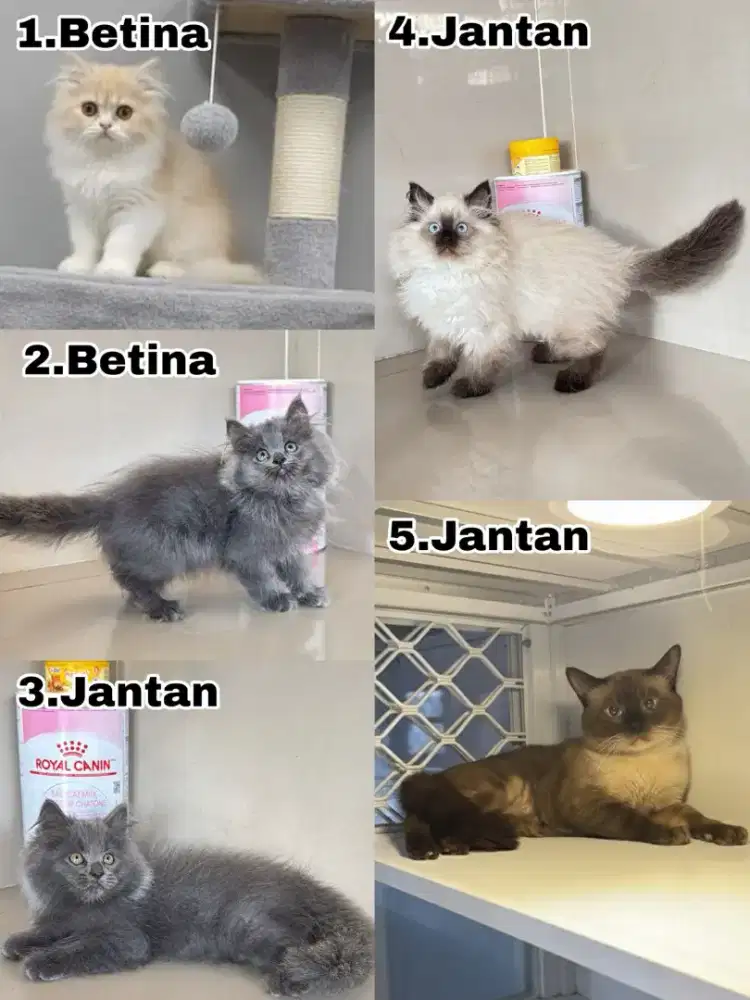 Kucing Persia gemes sehat pintar