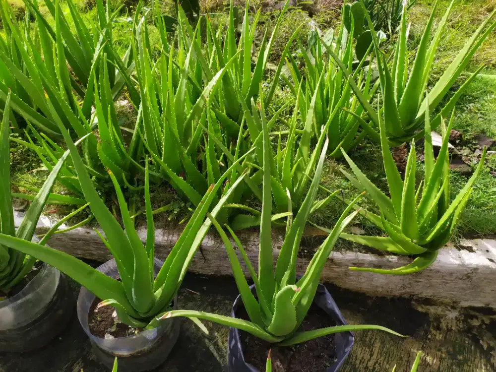 Lidah Buaya Super | Bibit & Pelepah | Tanpa Pestisida