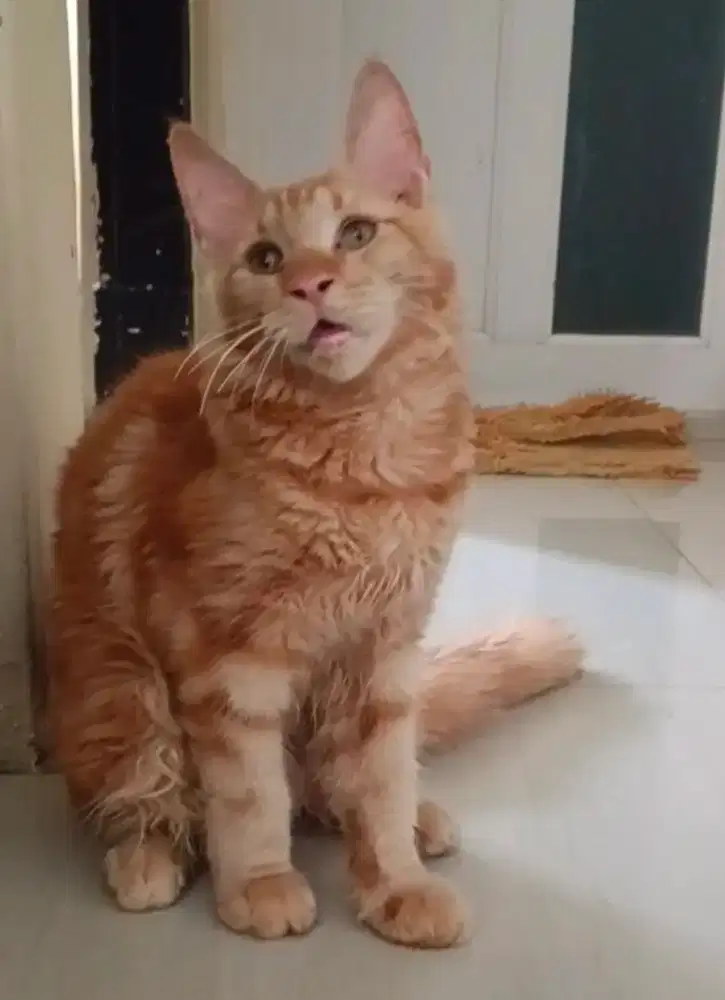 Mainecoon cfa bisa np jantan