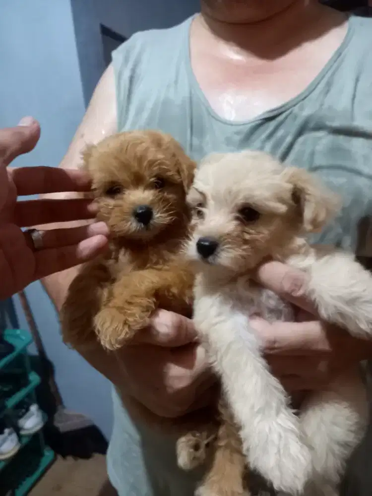 Maltipoo jantan ( maltese x poodle )
