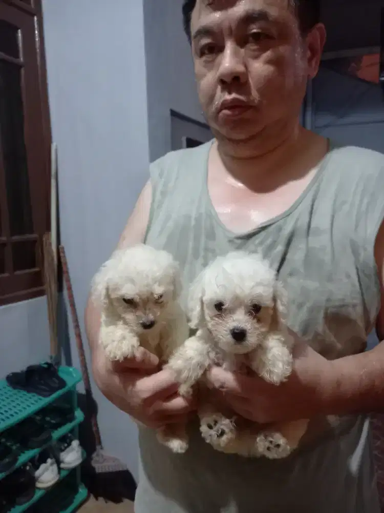 White toy poodlemale