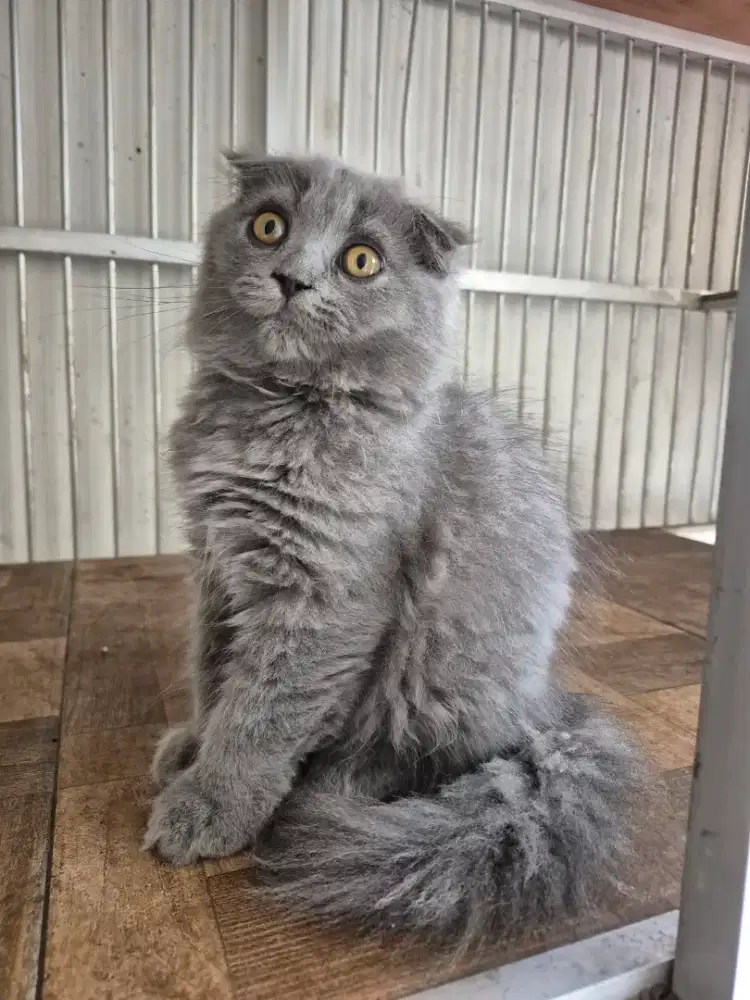 Kitten Scottish Fold SF