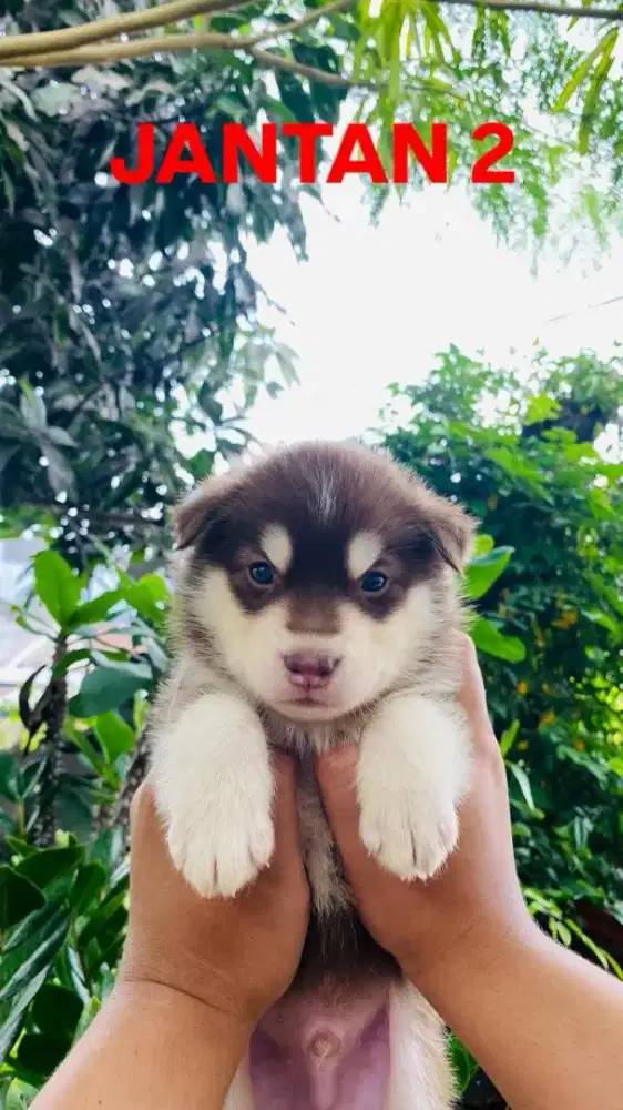 Anak anjing siberian husky 100% pure