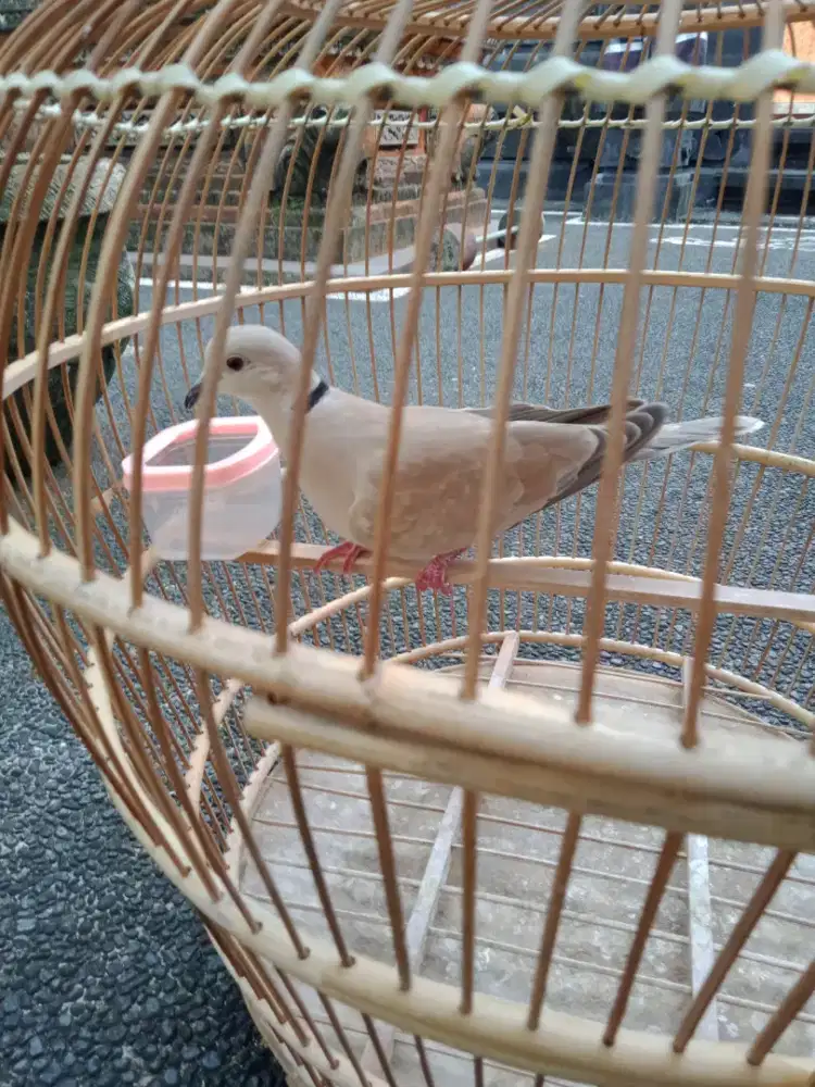 Jual puter pelung sudah rajin bunyi + sangkar