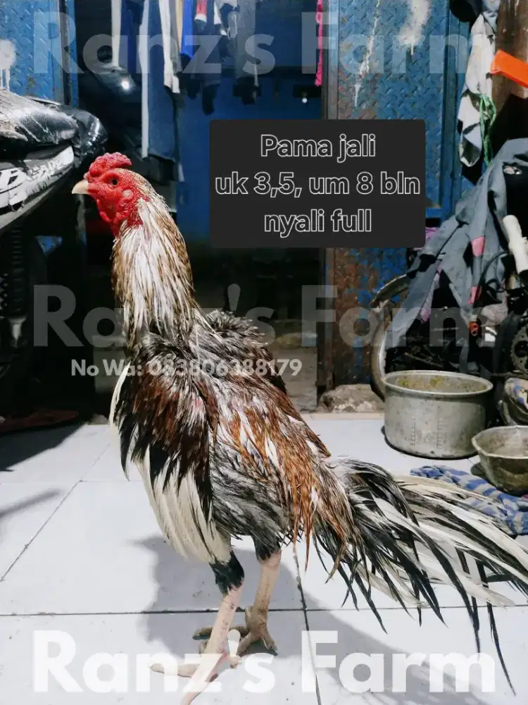 Ayam bangkok pama jali