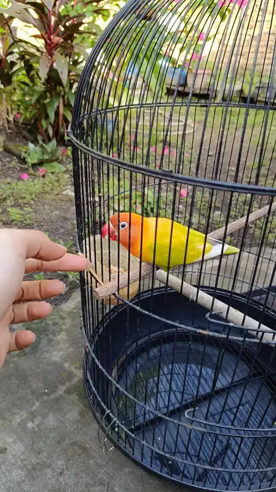Burung Lovebird gacor jantan + kandang