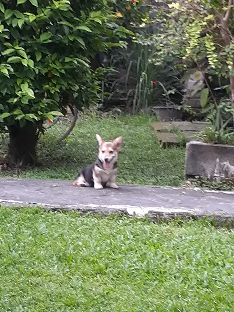 Corgi jantan , nonstmbn