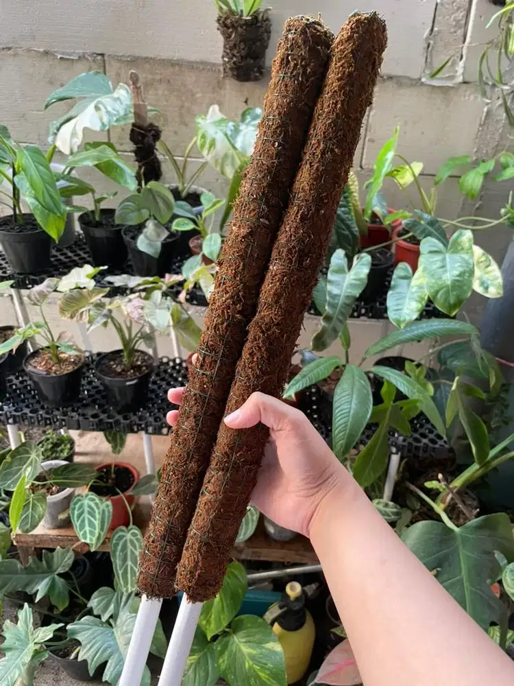 Turus media rambatan tanaman