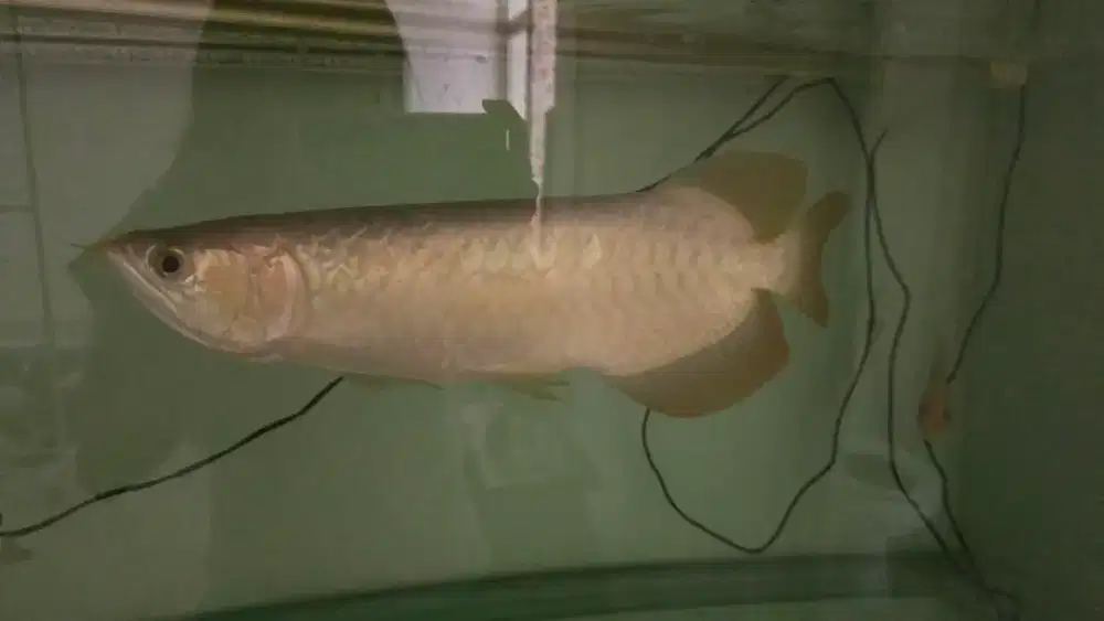 ARWANA SUPER RED UKURAN BESAR