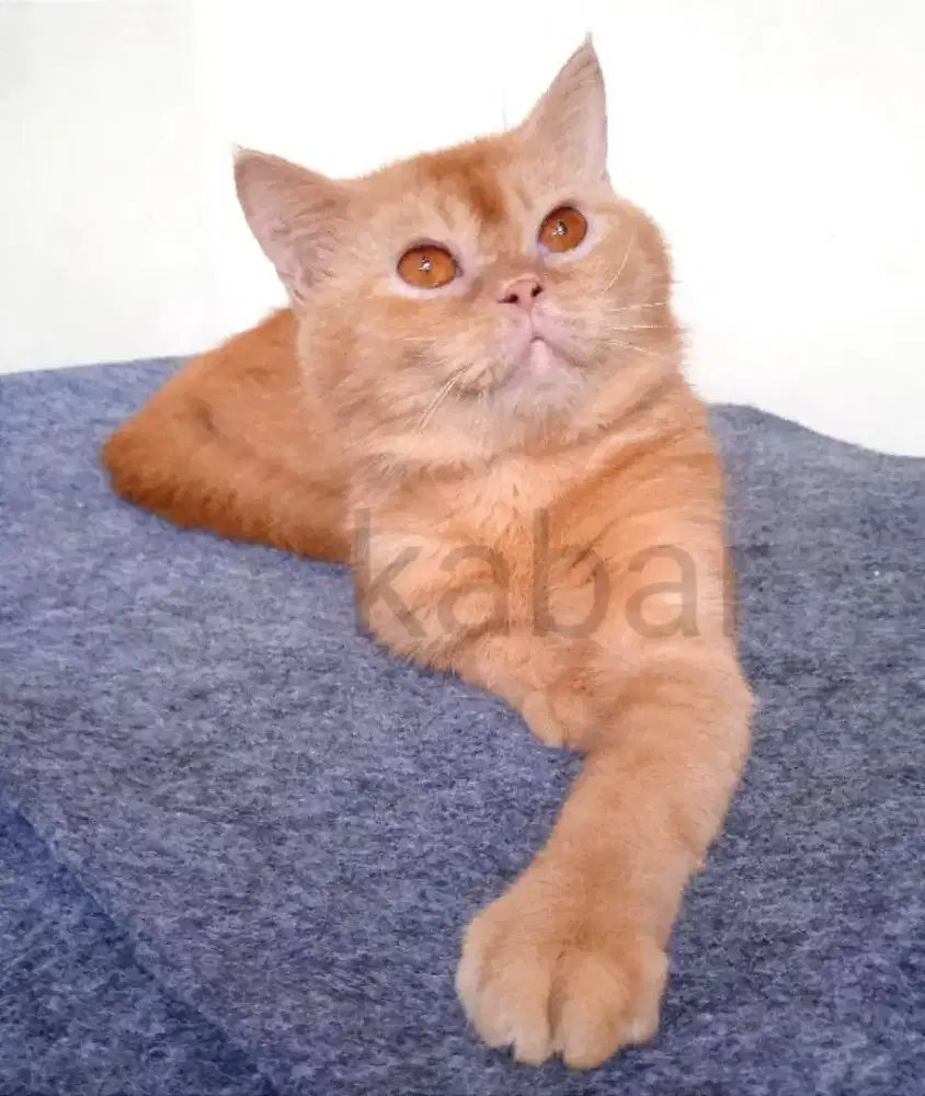 Kucing British Short hair BSH jantan