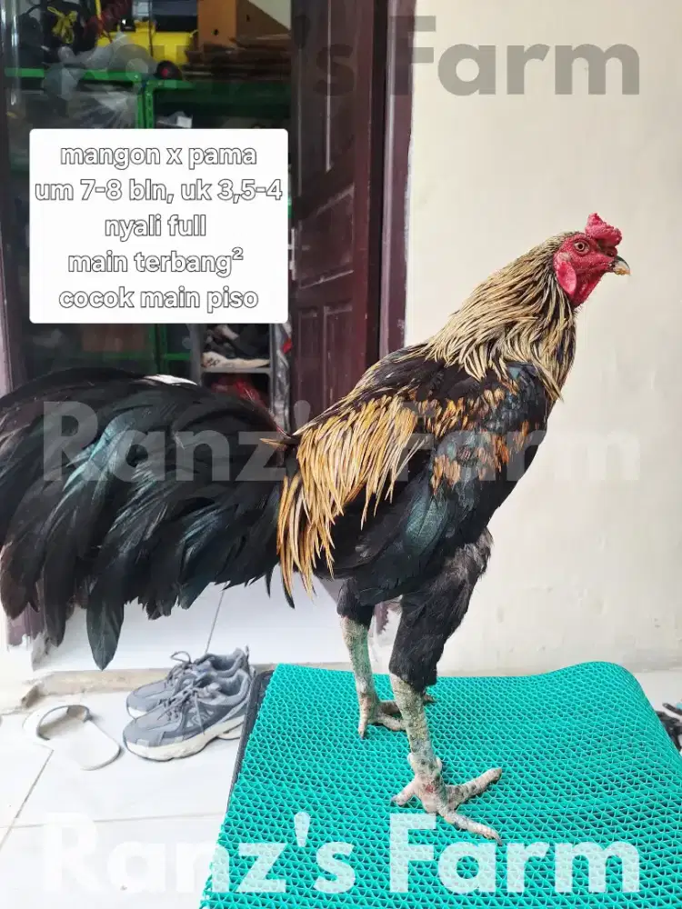 Ayam bangkok pamangon jalak