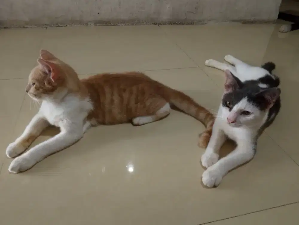 Adopsi kucing mixdome anggora