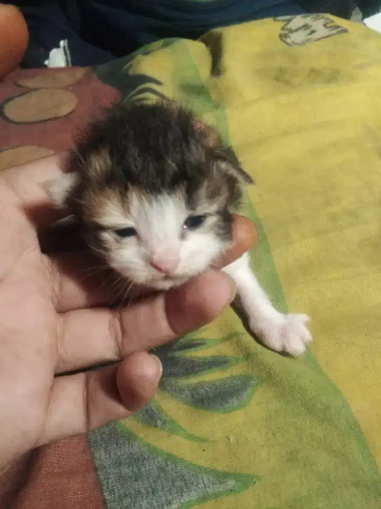 kucing persmed semua