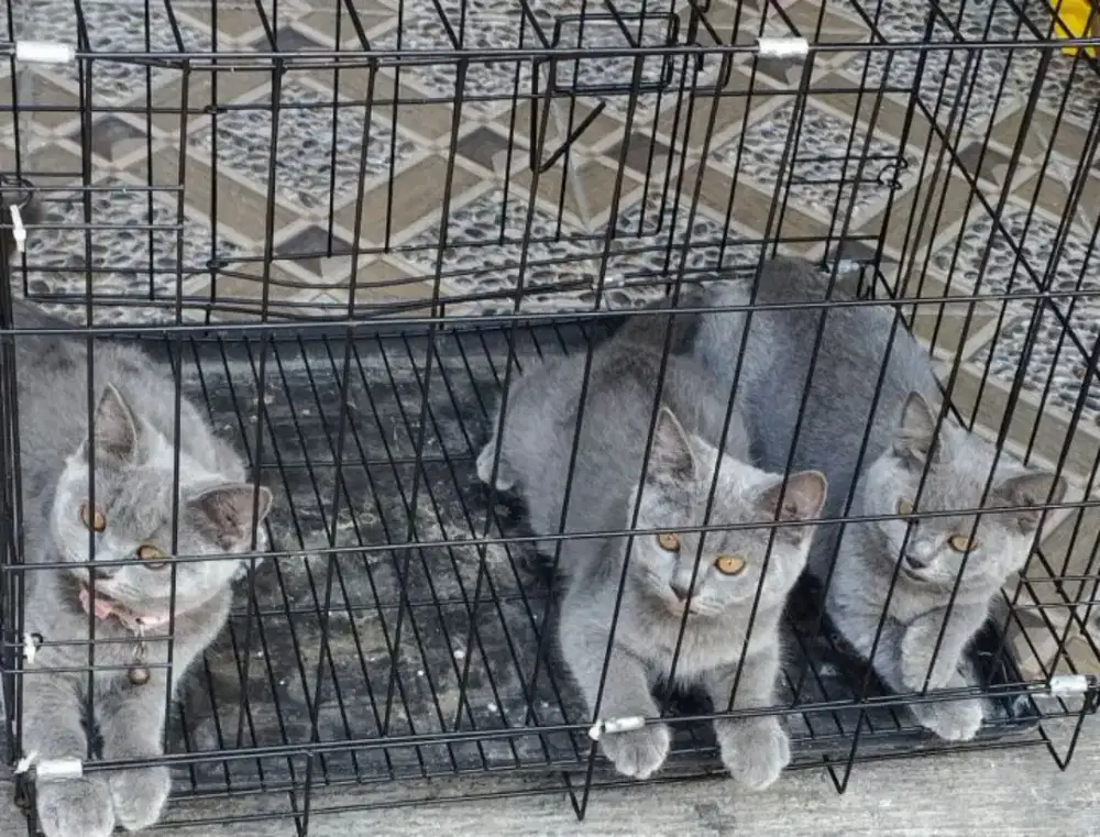BSH kitten Non PED Usia 3 bulan Lebih Siap Jadi Indukan