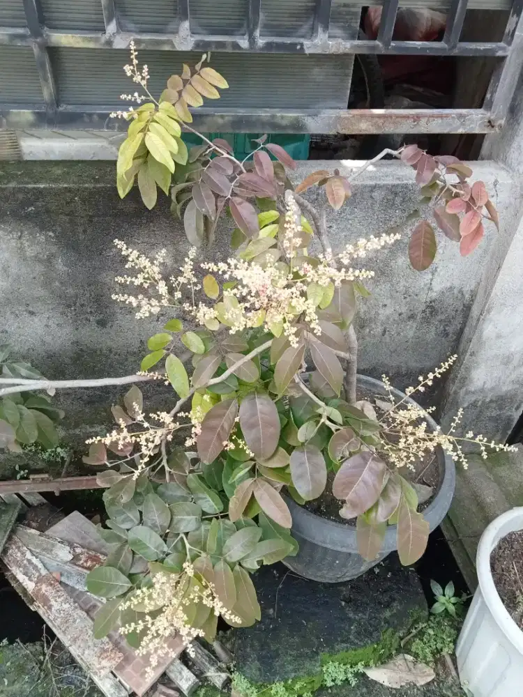 Klengkeng merah lengkeng