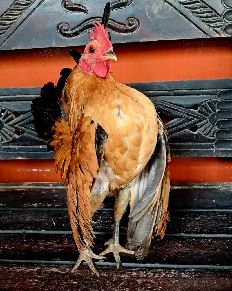 Ayam Serama 6 Bulan [NEGO]