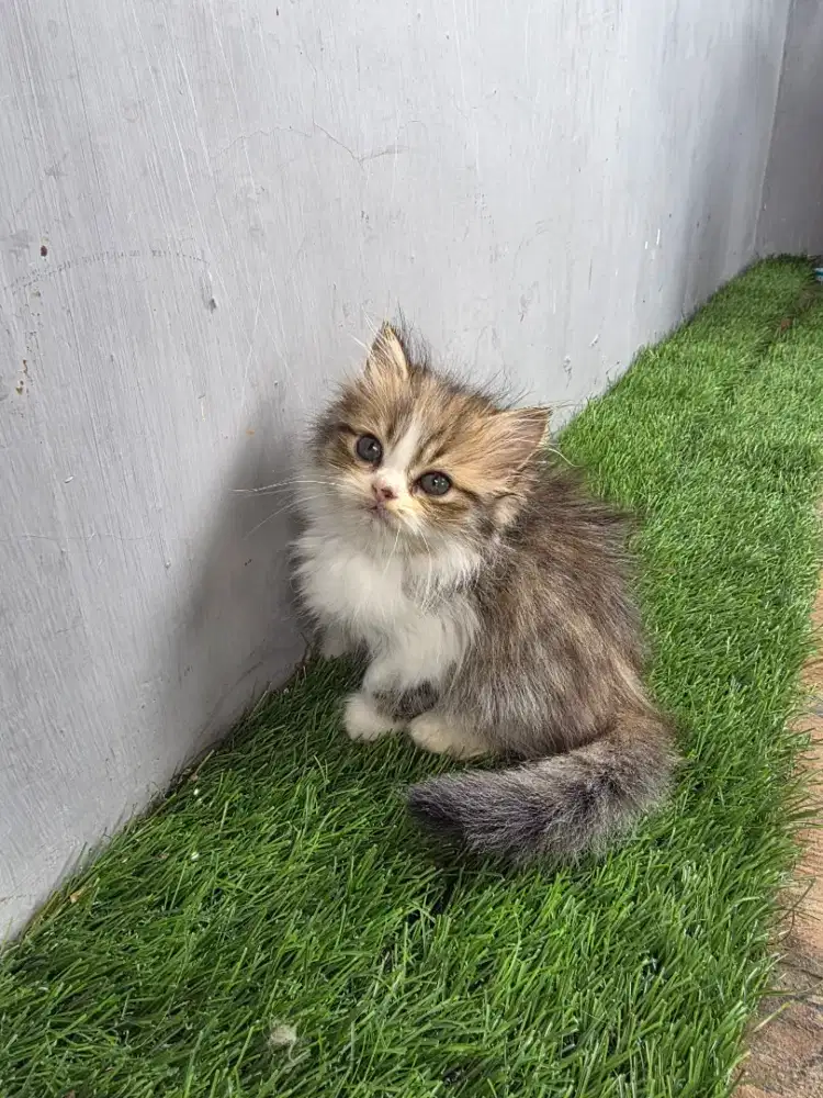 Kitten 2,5 bulan persia
