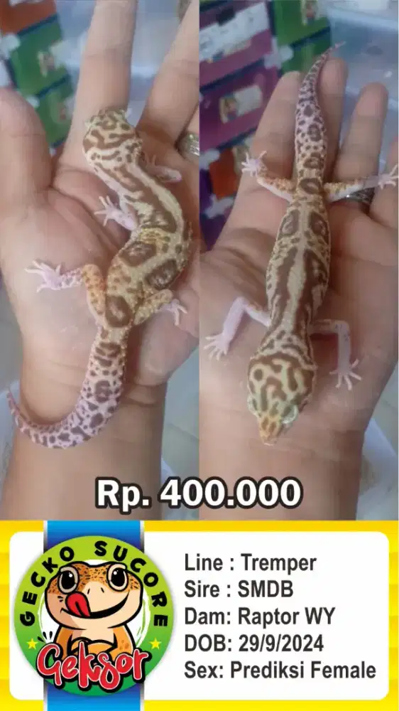 jual gecko lucu dan sehat untuk peliharaan atau hadiah