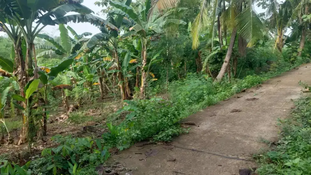 BUTUH UANG Jual tanah HM 2154 m2  bringin NJOP 160rb  per mtr