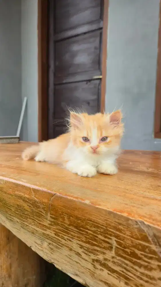 Kitten 2,5 bulan
