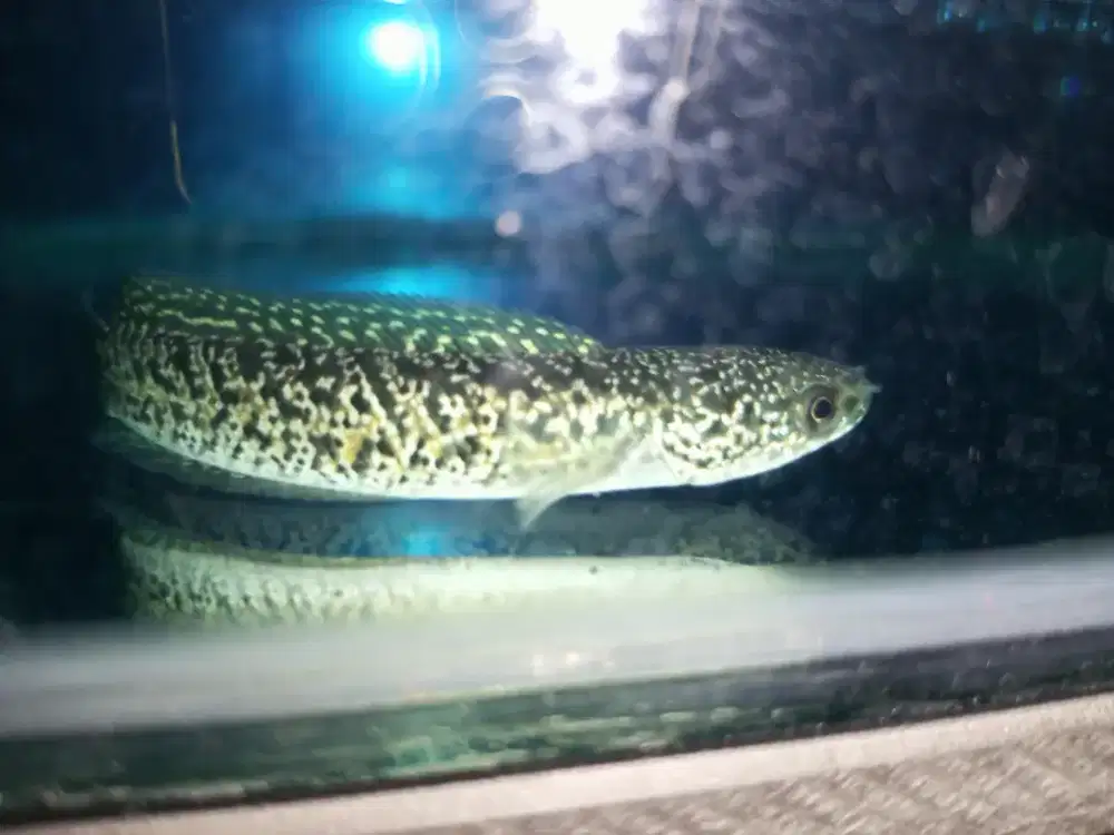 channa gabus chana asiatica kalimaya