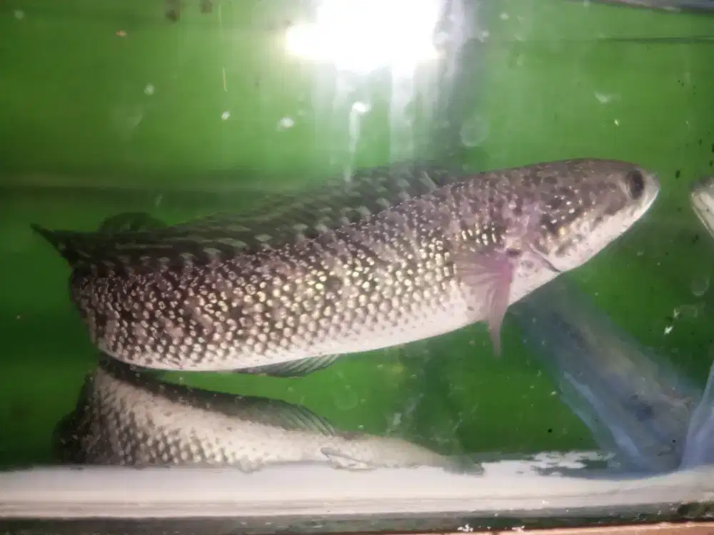 chana gabus channa asiatica gen kalimaya