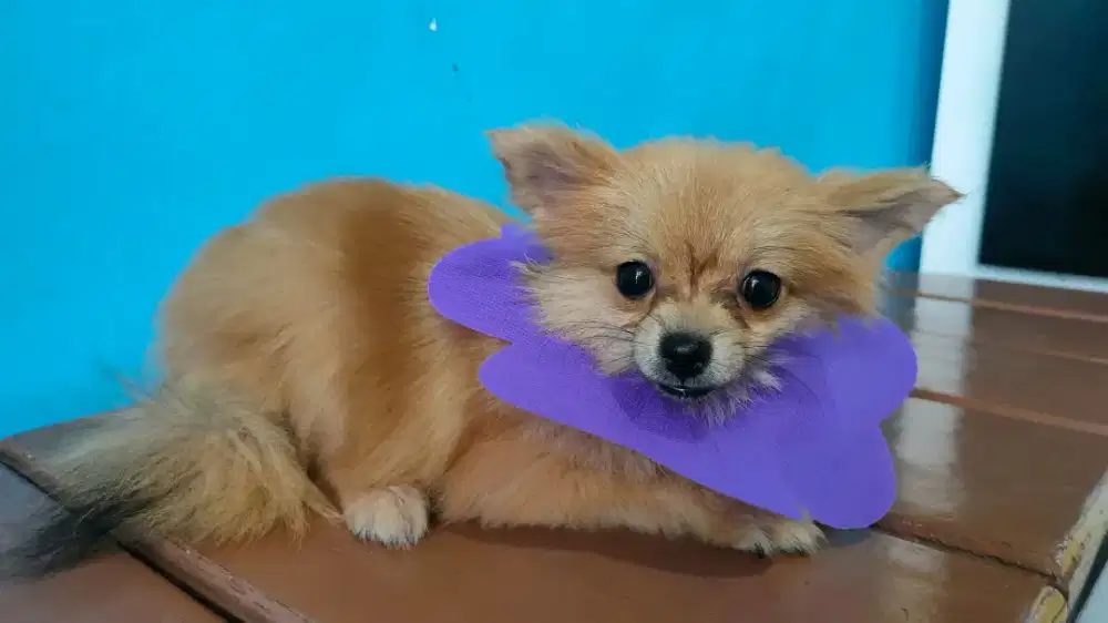 Anjing Superminipom betina