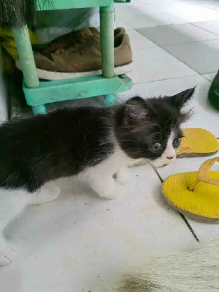 Kitten pesek 2 bln