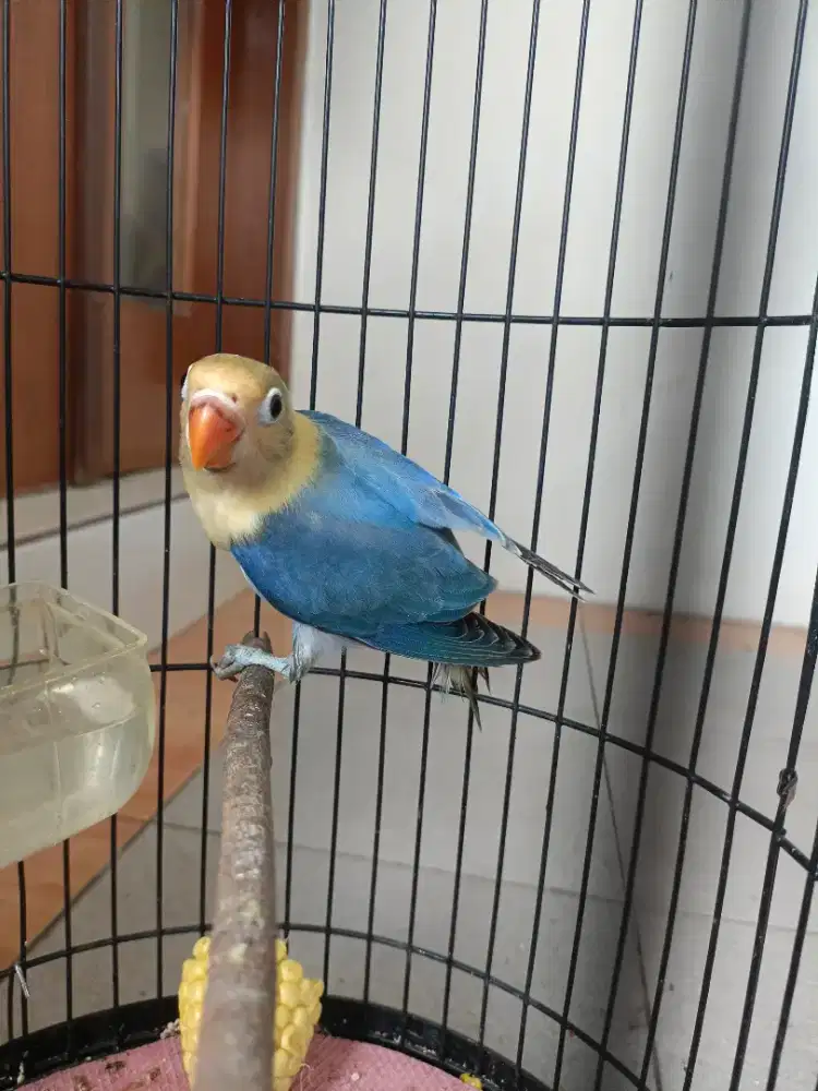 Lovebird Biola PB Vio